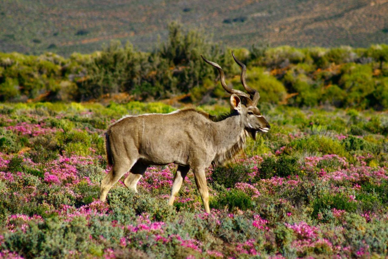 Inverdoorn Game Reserve Lodge Breede River Exteriör bild