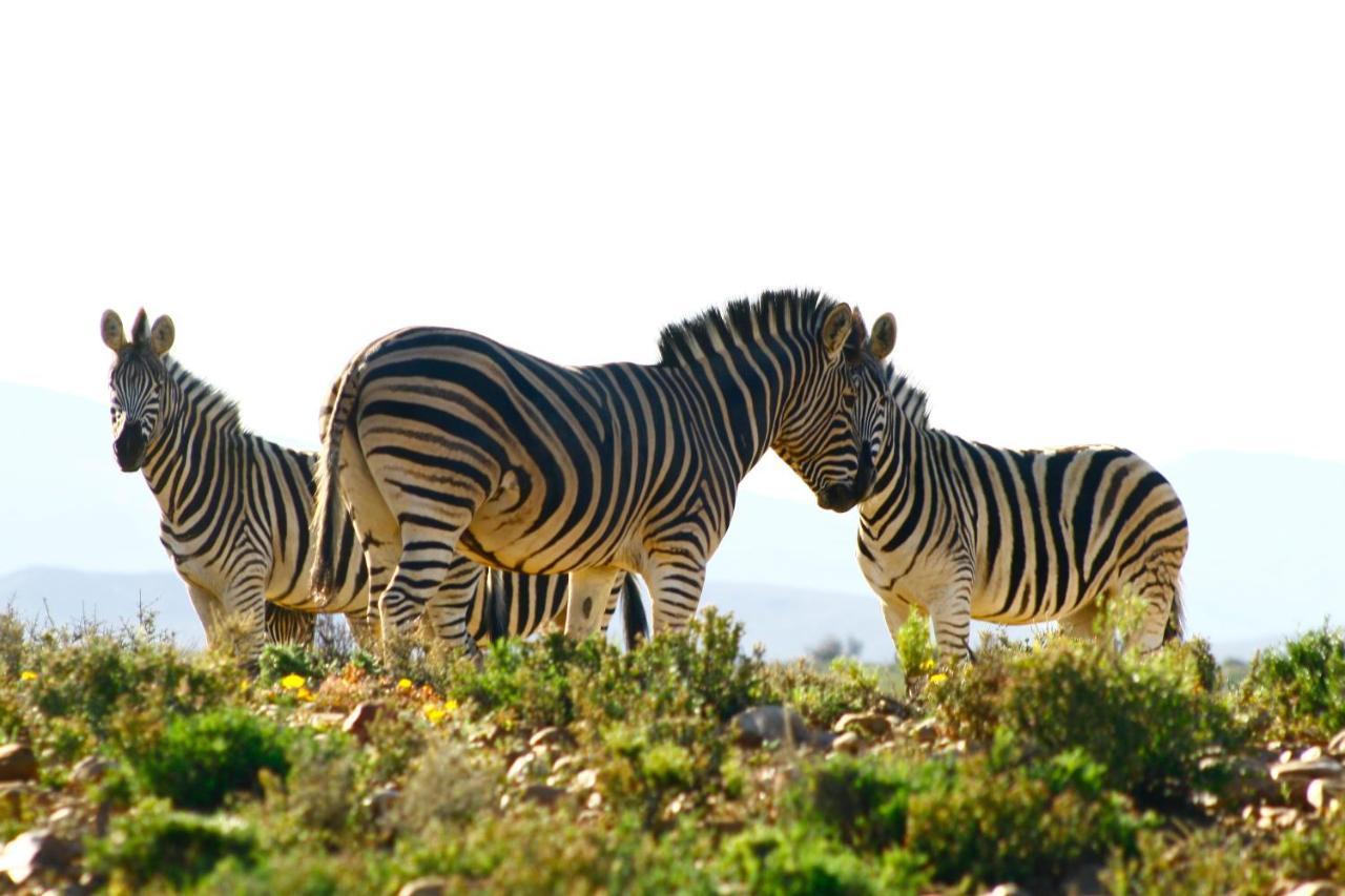 Inverdoorn Game Reserve Lodge Breede River Exteriör bild